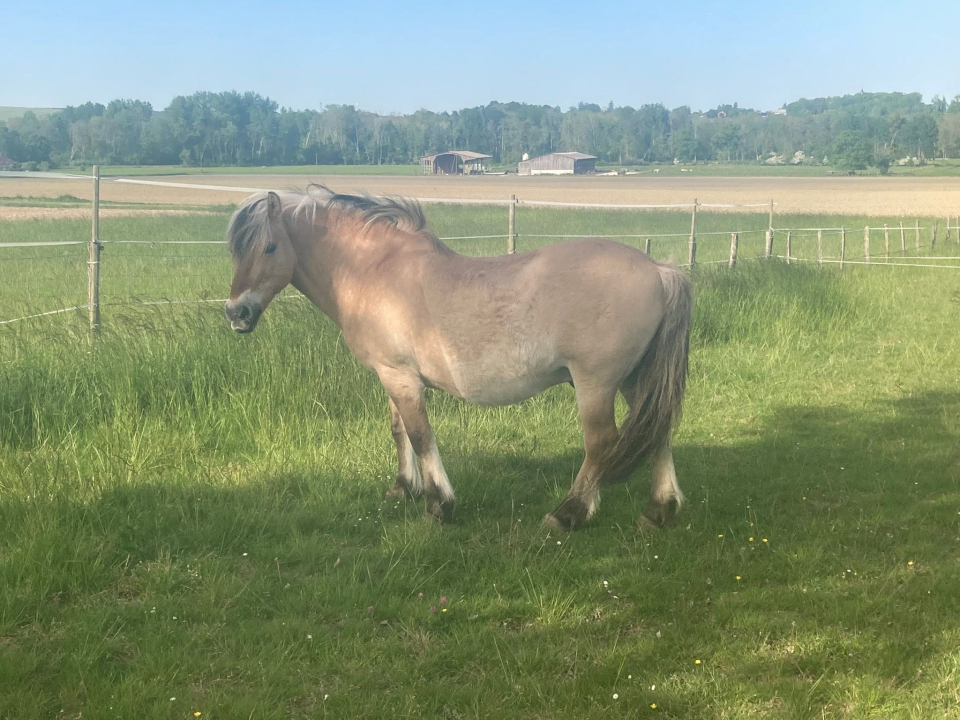 Pony in the meadow, in the Aube plain 