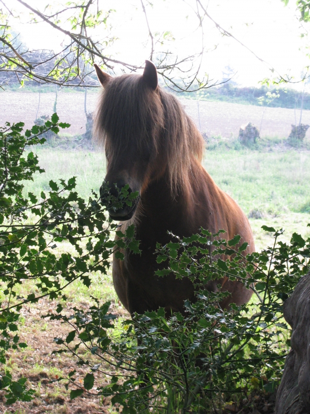  Paseo nocturno a caballo con la granja ecuestre La Haie Du