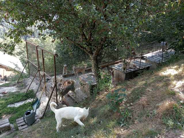 Dog experience a La Ferrière 
