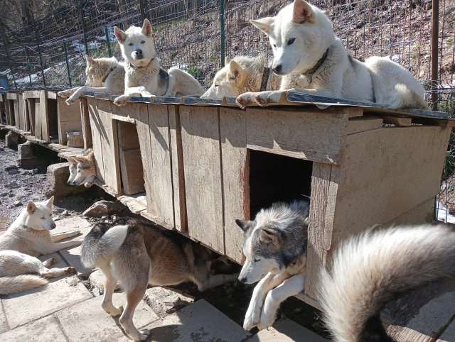 Vieni a conoscere i nostri cani a La Ferrière 