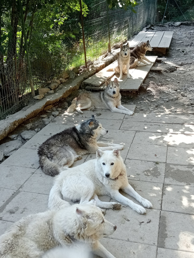  Visita guidata con i nostri cani 