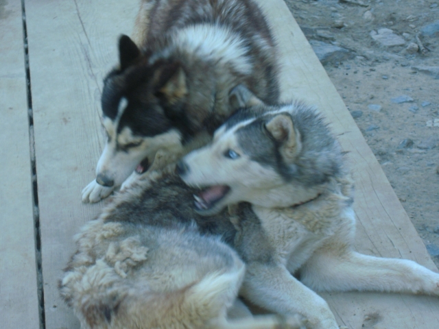 Os presentamos a nuestros amigos caninos 