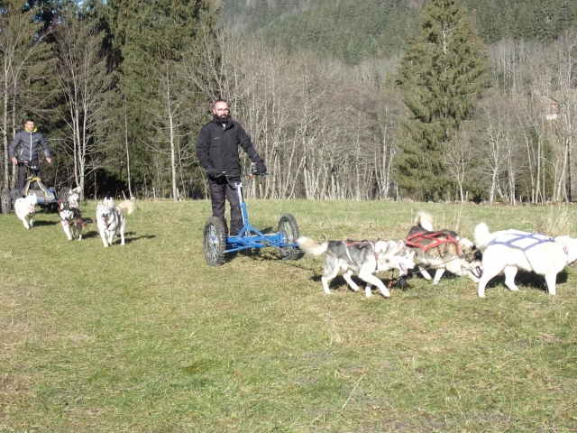 Chien de traîneau ou activité ludique