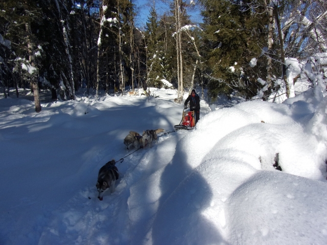 Chien de traîneau dans les forêts enneigées