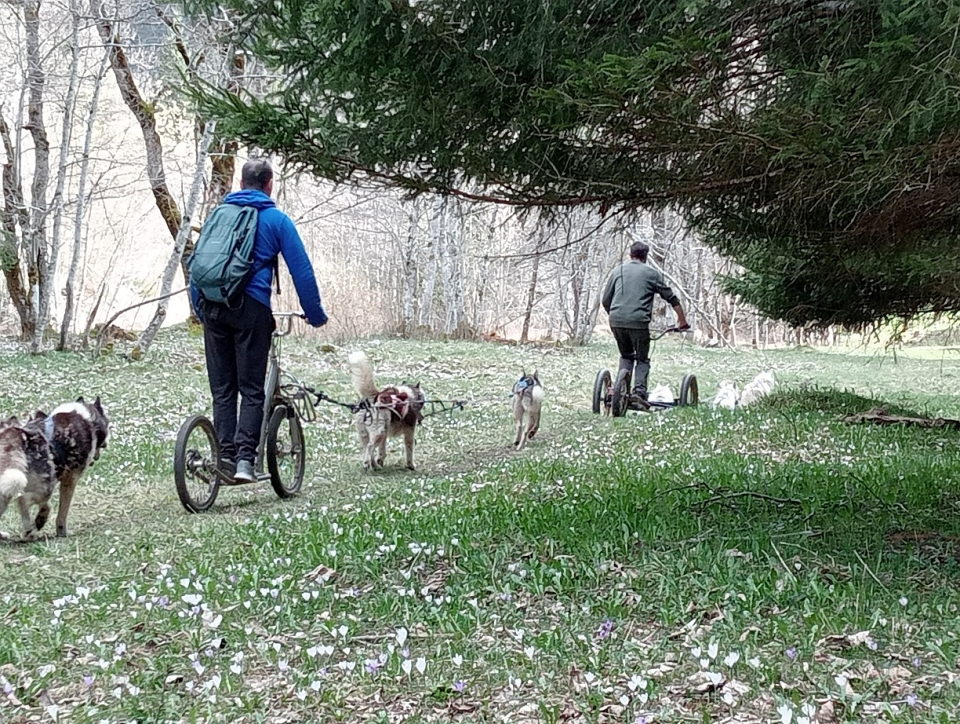 Vive una nueva aventura con perros 