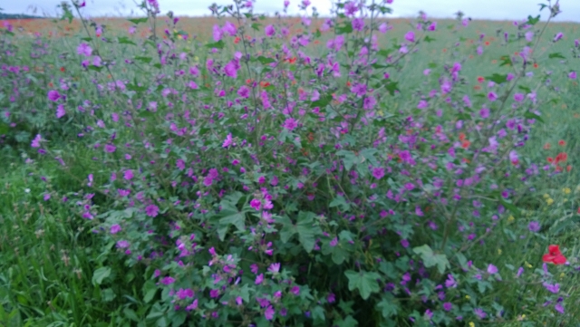 Avricourt en fleur