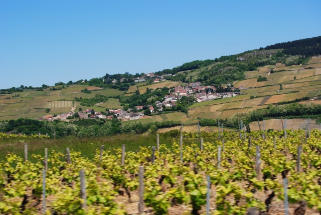  I vigneti in Borgogna 