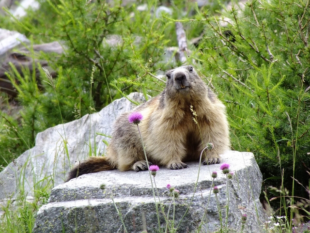  Marmotta alpina
