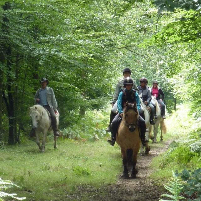  Foresta di Brotonne a cavallo 