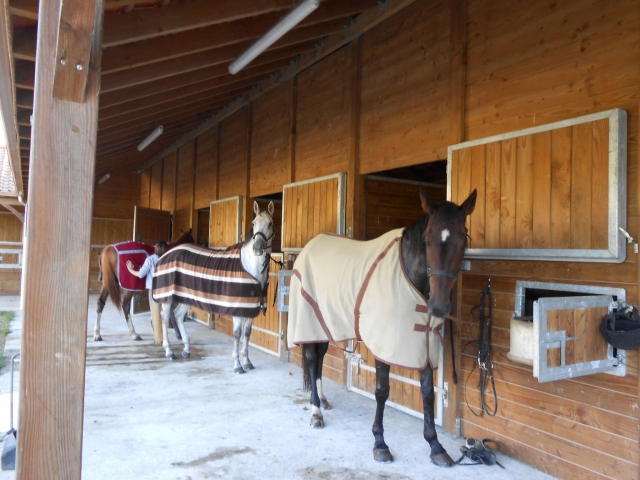  I nostri cavalli e pony doppi 