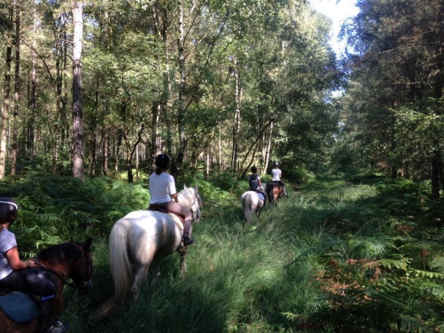 Nos chevaux 