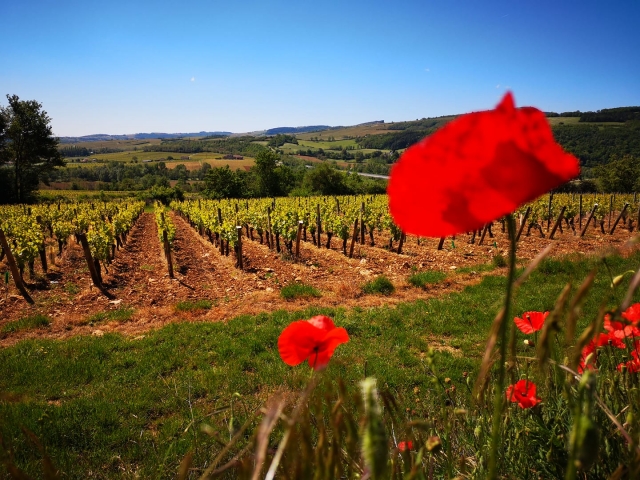  Vineyard 