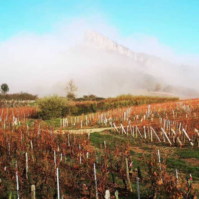  Vineyards
