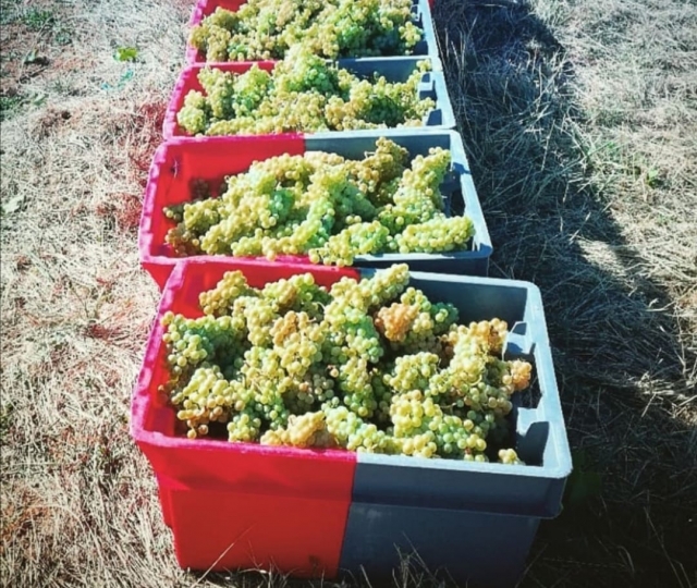  Die Weinlese 