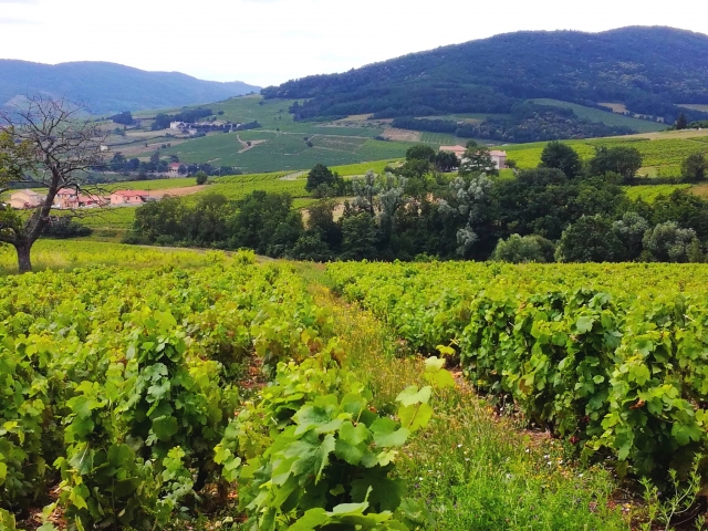  Weinreben 