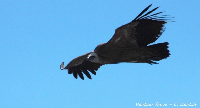 Observación de aves rapaces 