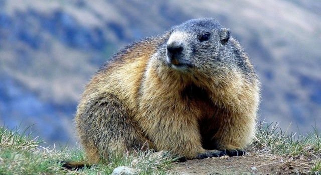  Animal of the mountains