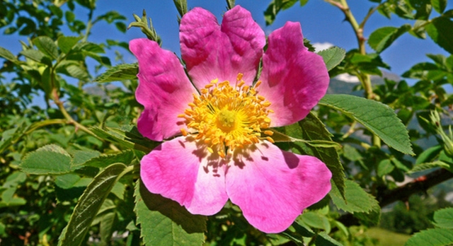 p-71894-eglantine-2_16328447019340.jpg