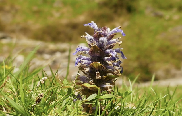  Plantas de Ariège 