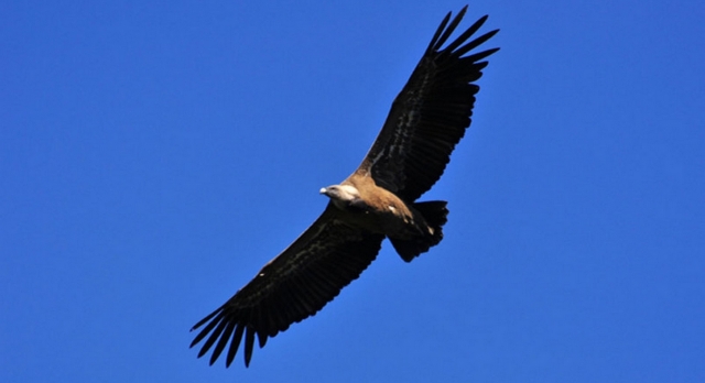  Observaciones de aves rapaces del Pirineo 