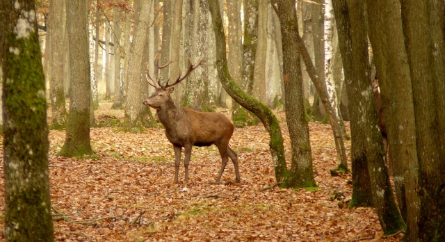  Deer in Ariège 