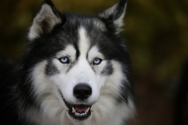 Un huskie