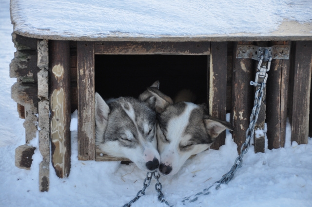  Os Huskies do pacote 