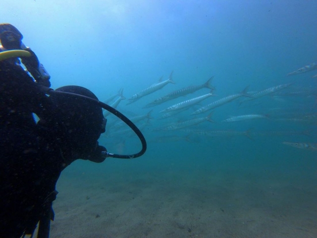  Ammirazione della fauna marittima 