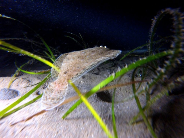  Scopri le specie nascoste sotto il mare 