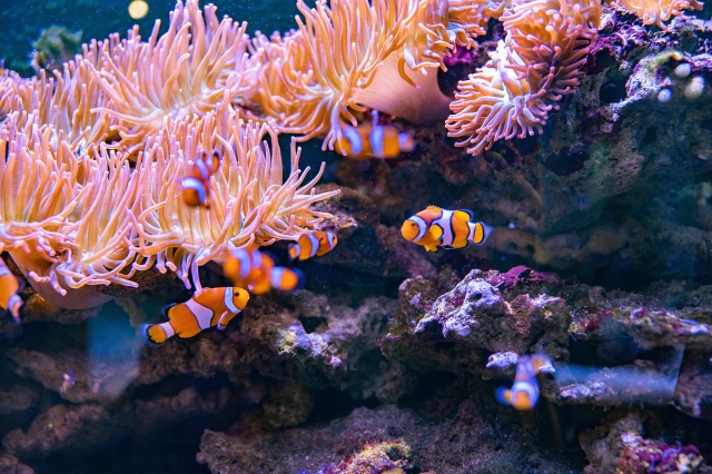  Nemo's friends 