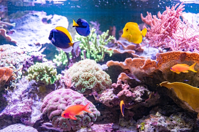  色彩丰富的水族馆