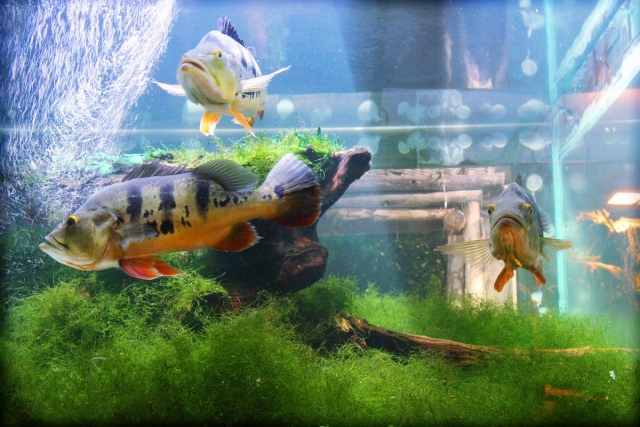 摩泽尔水族馆 