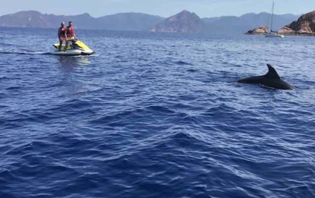  Jetski-Wanderung, um Delfine zu beobachten
