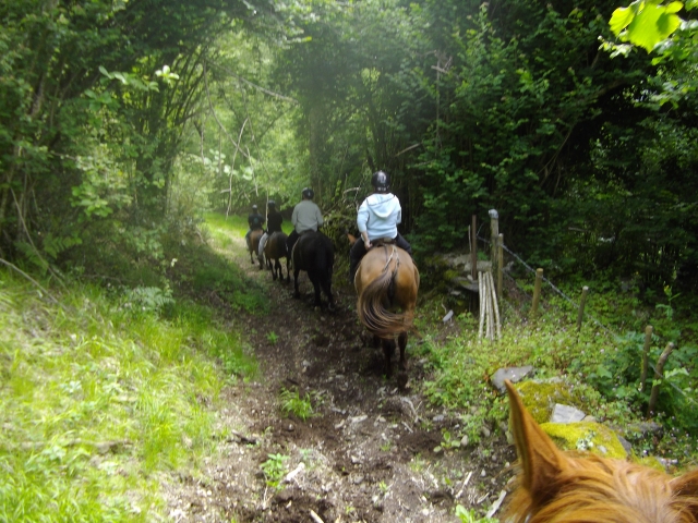 Caminho florestal 