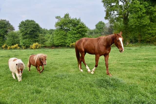 I nostri equini nel loro prato 