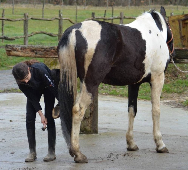  Aprendiendo el cuidado de los caballos - limpieza de pies
