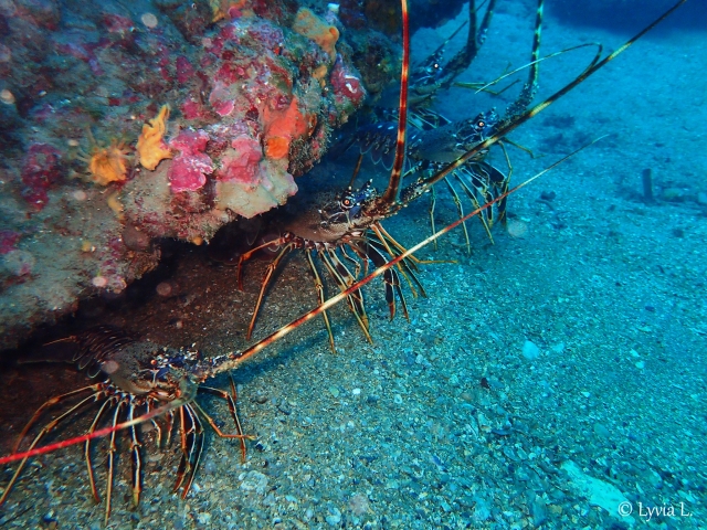  Scoperta della fauna sottomarina durante un'immersione 