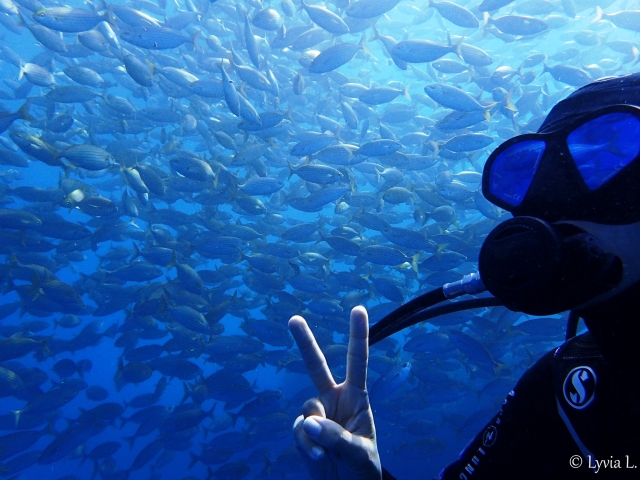  Immersione nel mondo dei pesci 