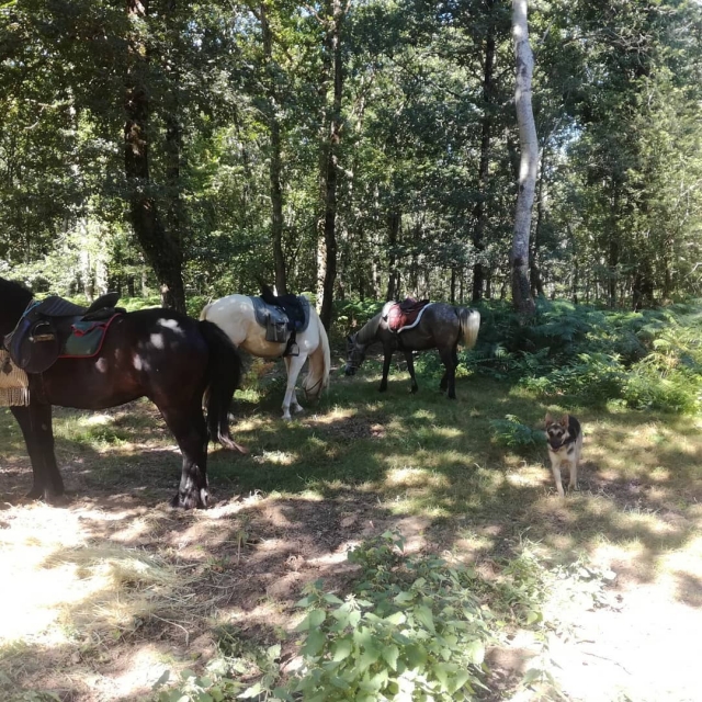  Sentieri nel bosco 