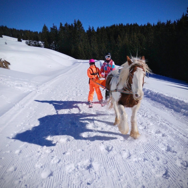  Scoperta dello Skijoring