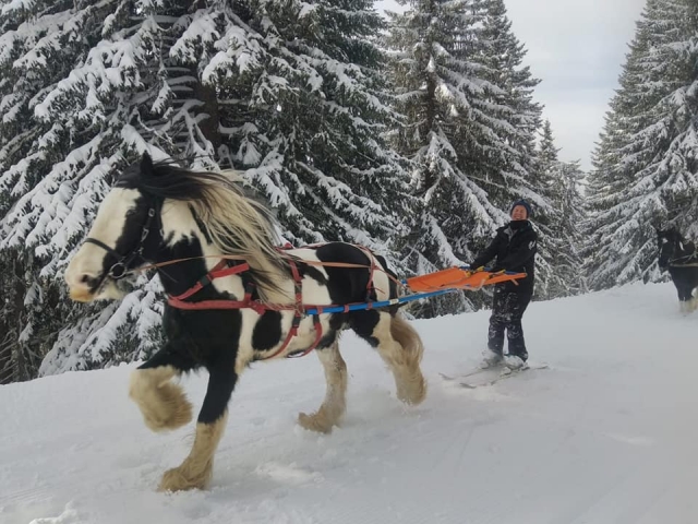  Skijoring al trotto 