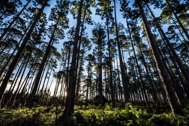 La forêt des Landes