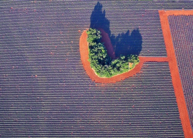 Le Plateau de Valensole
