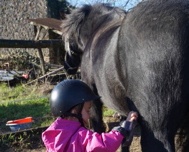Preparazione del pony 