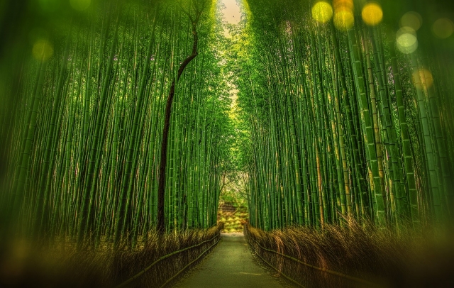 En immersion dans la forêt de bambous