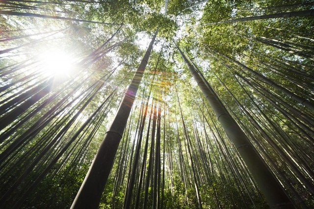 Forêt de bambous à Cavalaire sur Mer
