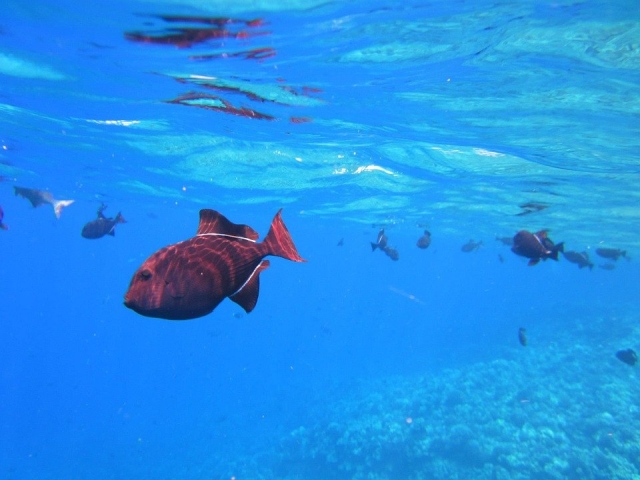  Pesci sott'acqua 