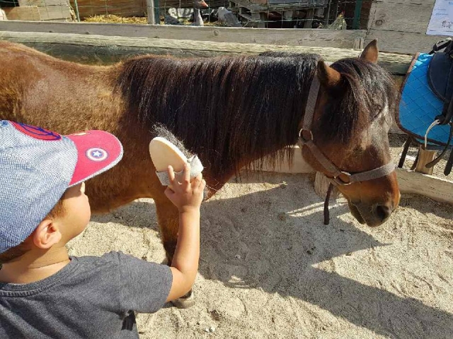  Preparación del pony 