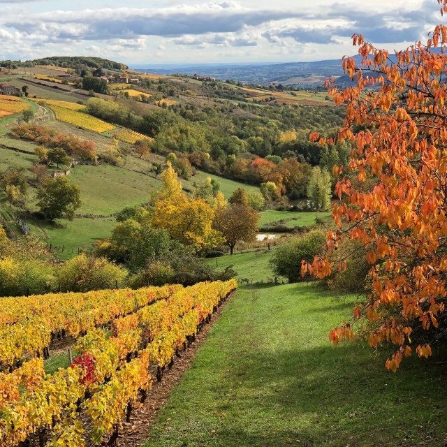  A landscape colorful 