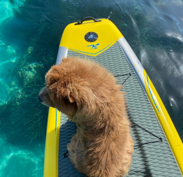  Dog on a paddle at sea 